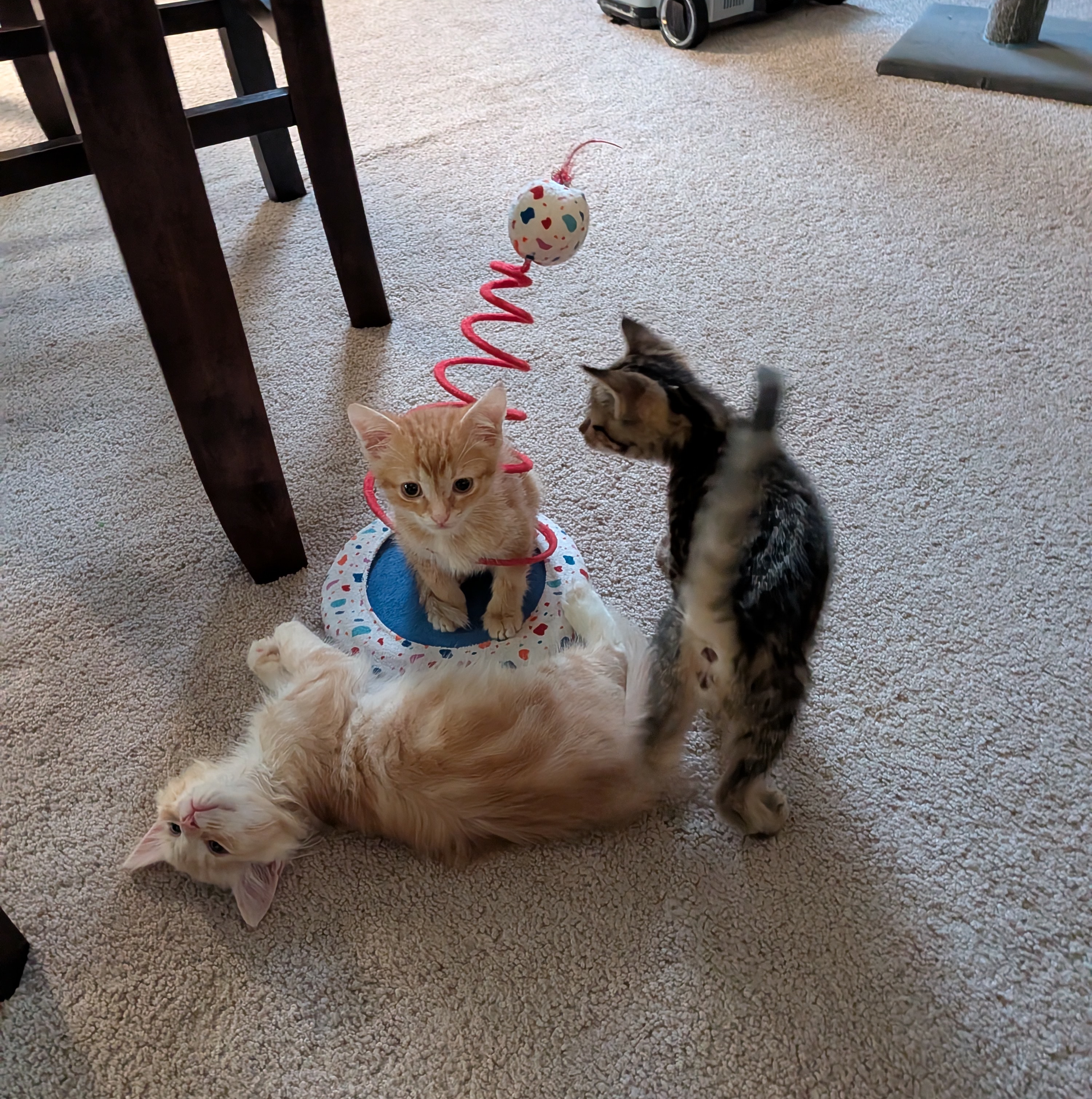 Caring for the Kitties